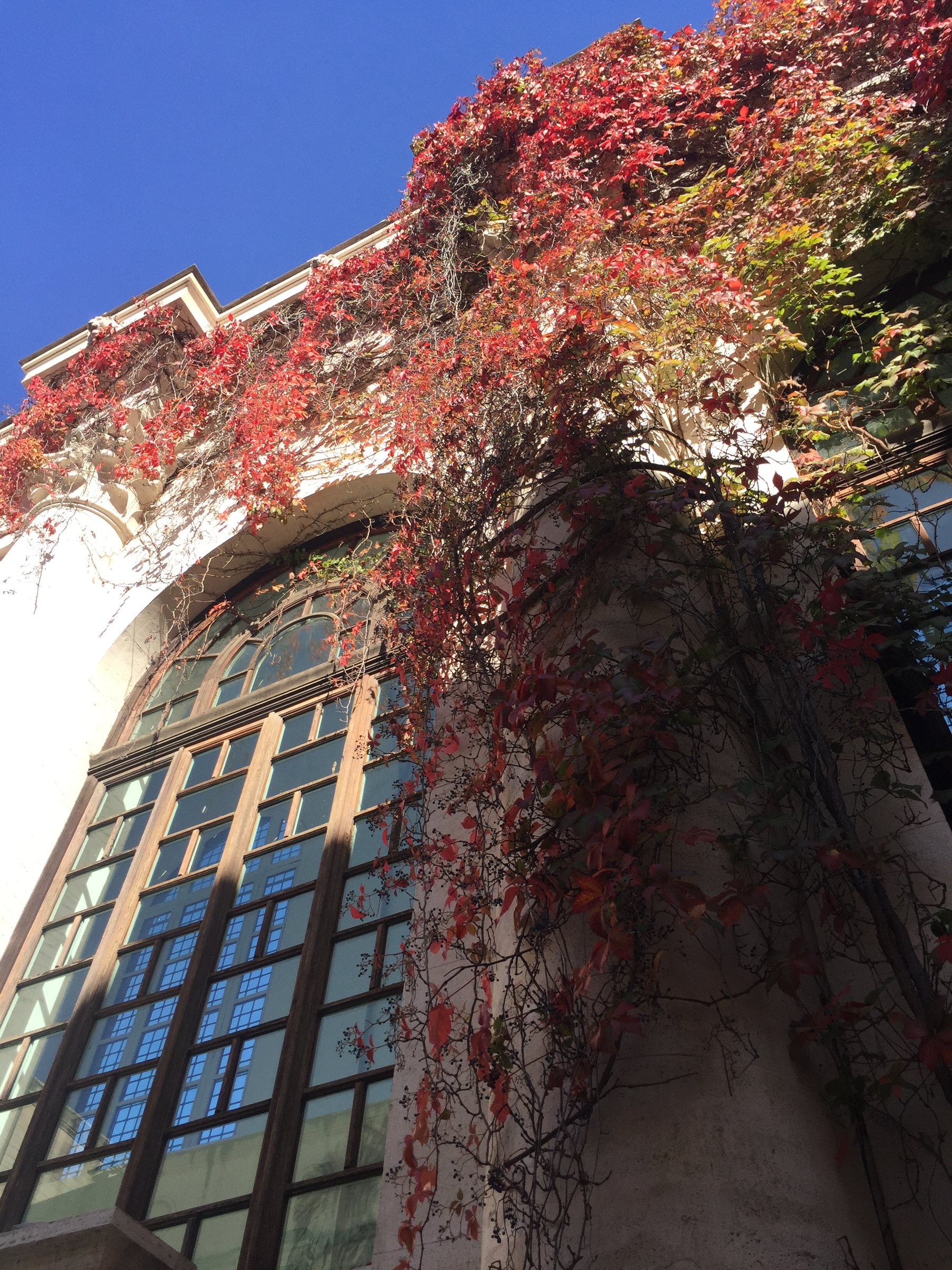 The façade of the Galleria Nazionale d'Arte Moderna seen from below, virginia creeper in full red autumn colour cascading from the upper floors against a sharp blue sky.